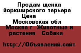 Продам щенка йоркширского терьера › Цена ­ 7 000 - Московская обл., Москва г. Животные и растения » Собаки   
